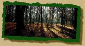 Ayridh, der Elfenwald in Renn Ayridh