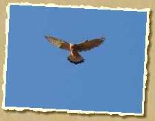 Falke im R&uuml;ttelflug