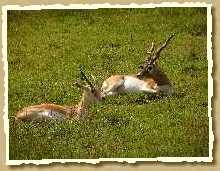 Sandgazelle Sandgazelle