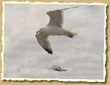 Silbermöwe Silbermöwe