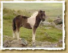 Pony aus Aran Pony aus Aran