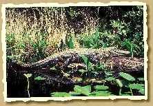 Sumpfalligator Sumpfalligator